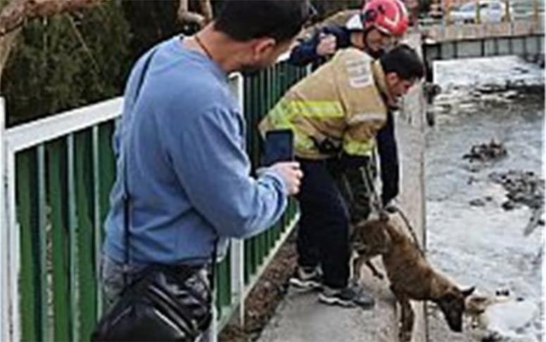 نجات سگ از کانال آب