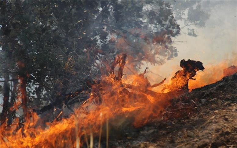 آتش سوزی وسیع در ۱۰ هکتار از اراضی مازندران