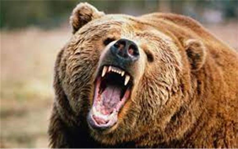 حمله خرس به زن 67 ساله روستایی