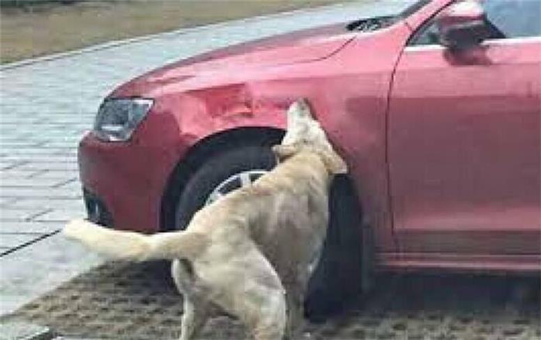 عکس//سگی که لاستیک خودروها را پنچر می کرد