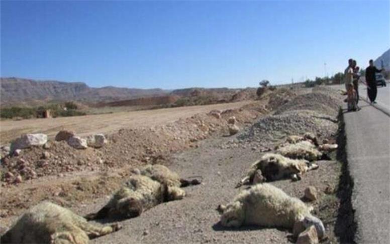 تلف شدن 50 گوسفند در تصادف پژو