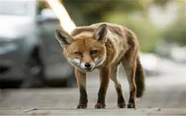 ورود یک قلاده روباه به منزل مسکونی در تهران