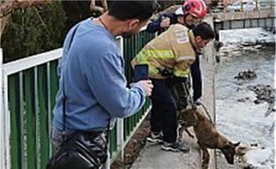 نجات سگ از کانال آب