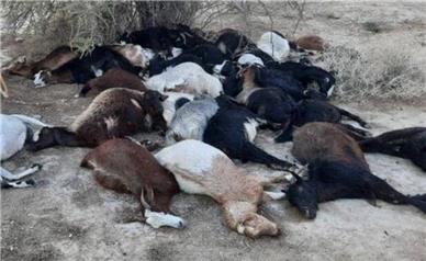 فیلم / مرگ چوپان و تلف شدن 120 گوسفند داخل کانتینر کامیون