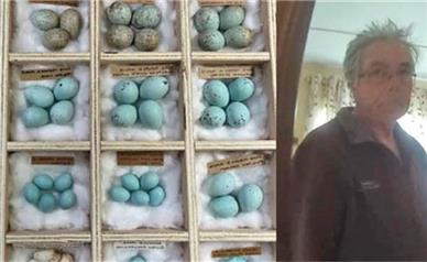 دزد 3 هزار تخم پرنده به زندان محکوم شد