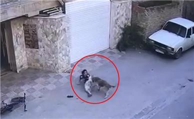 فیلم// حمله سگ به یک کودک در نکا